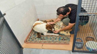 Dereye düşen köpek ve yavrularına Esenyurt Belediyesi sahip çıktı