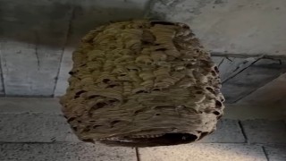 Dev arı yuvası görenleri şaşırttı
