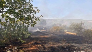 Didimde makilik ve zeytinlik yangını korkuttu