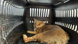 Didimde yaralı halde bulunan dağ kedisi tedavi altına alındı