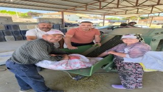 Dinarda kornişon salatalık sezonu başladı