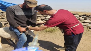 Diyadinde küçükbaş hayvanlara kimlik ve sağlık takibi