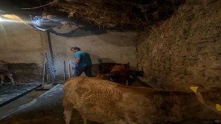 Diyadinde şap hastalığına karşı aşı çalışmaları devam ediyor