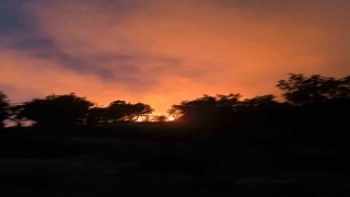 Diyarbakırda ormanlık alanda çıkan yangın söndürüldü