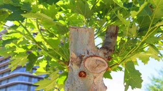 Diyarbakırda tedavi edilen ağaçlar yeniden yeşerdi
