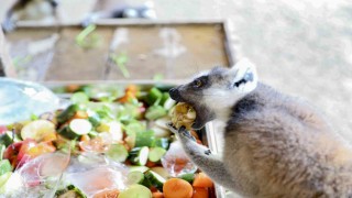 Doğa Parktaki hayvanlar dondurulmuş gıdalarla serinletiliyor
