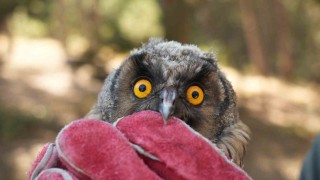 Doğaya kavuşan canlar: DKMP 76 bin yaban hayvanını doğaya kazandırdı