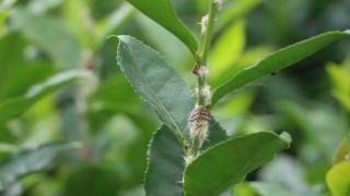 Doğu Karadenizin korkulu rüyası Vampir kelebekler yeniden ortaya çıktı