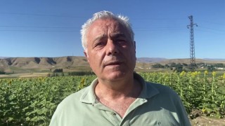 Doğuda ayçiçeği ve mısır üretimi artıyor