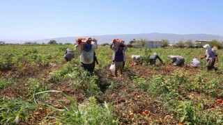 Domates işçileri çöl sıcaklarında saati 250 TLye ter döküyor