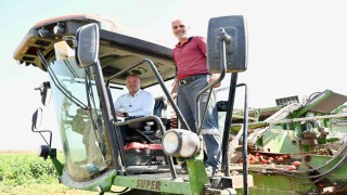 Domatesin başkenti Karacabeyde hasat sezonu sürüyor