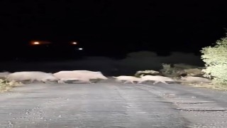 Domuz sürüsü köy yolunda görüntülendi