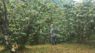 ‘Drakula bahçeleri kuruttu, 4 bin 100 dekar alandaki fındık ağaçları söküldü