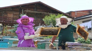 Dünyaca ünlü Anzer balında referans kovanlarında sağım gerçekleşti