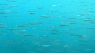 Dünyanın en büyük sodalı gölünde inci kefallerinin sualtı şöleni