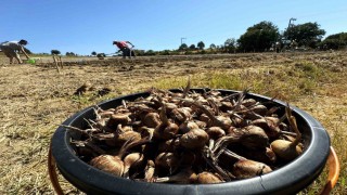 Dünyanın en pahallı baharatı Safran toprakla buluşuyor