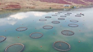 Dünyanın somonu, denize kıyı olmayan Sivasta üretiliyor