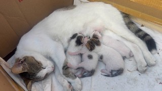 Durakta doğum yapan kedi ve yavrularına taksiciler sahip çıktı