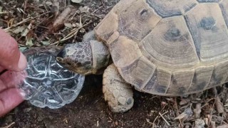 Duyarlı vatandaştan yüreklere dokunan hareket: Kaplumbağaya gözyaşları içinde su içirdi