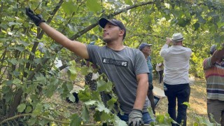 Düzcede fındık hasadı başladı