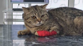 Düzceden 420,3 ton kedi köpek maması ihraç edildi