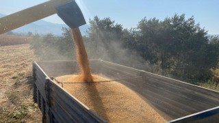 Düziçi’nde Çiftçiler Kuraklık Nedeniyle Mısır Veriminde Düşüş Yaşıyor