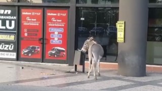 Edirne Otogarında ilginç anlar: Başıboş eşek dubayı çaldı