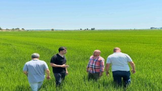 Edirne Ovası yeşile büründü: Çeltikte rekor beklentisi