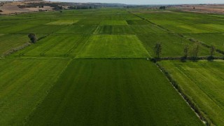 Edirnede sağanak yağış ekili ürünlere can suyu oldu