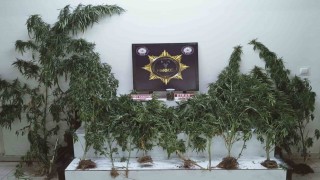 Edremitte uyuşturucu operasyonu: Esrar ve kenevir ele geçirildi