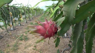 Ejder meyvesi hasadı yüzleri güldürdü