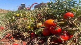 Ekim alanı daralan domateste fiyatlar çiftçi lehine 3e katladı