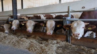 Elazığ Bölge Veterinerler Odası Başkanı Bulut: Şap hastası olan hayvanın kesilmesinde bir sakınca yoktur