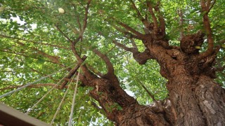 Elazığda 500 yıllık dut ağacı, yıllara meydan okuyor