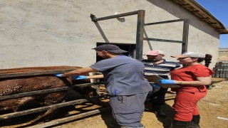 Elazığda besilik ithal hayvanlarda numune çalışması yapıldı