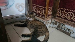 Elazığda çay ocağını 4 yıldır mesken tutan Bıdık,  mahallenin maskotu oldu