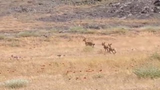 Elazığda dağ keçileri piknik alanlarına indi