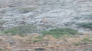 Elazığda dağ keçileri sürü halinde görüldü