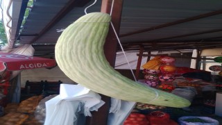 Elazığda dev acur hayrete düşürdü