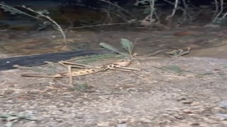 Elazığda dev etçil çekirge görüldü