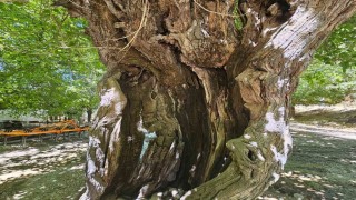 Elazığda dut ağaçları zamana direniyor