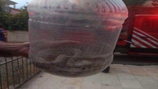 Elazığda engerek yılanı paniği