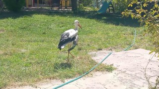 Elazığda kanadı kırık leylek koruma altına alındı