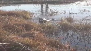 Elazığda koruma altındaki su samuru görüntülendi