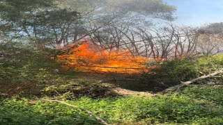 Elazığda otluk alanda yangın