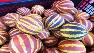 Elazığda şamama kavunu tezgahlarda