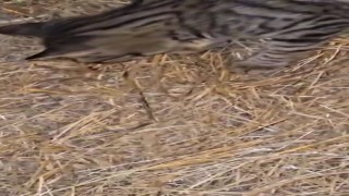 Elazığda sarıkız örümceği ile kedinin mücadelesi kamerada