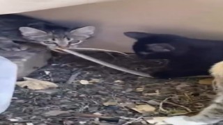 Elazığda yavru kedilerin yılanla oynaması kamerada