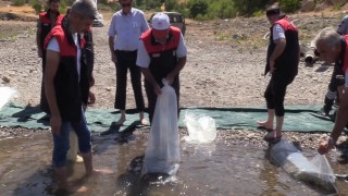 Elazığdaki su kaynaklarına 5 milyon 786 bin yavru sazan bırakılacak