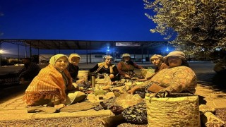 Elleriyle poğaça yapan kadın vekil şafakta üreticiyle birlikte hasat yaptı